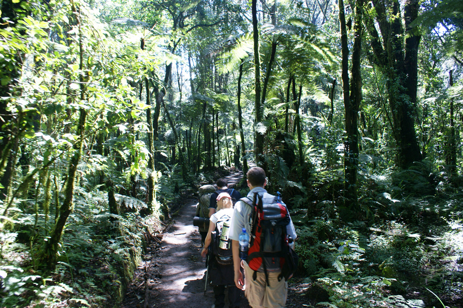 Hiking on Kilimanjaro