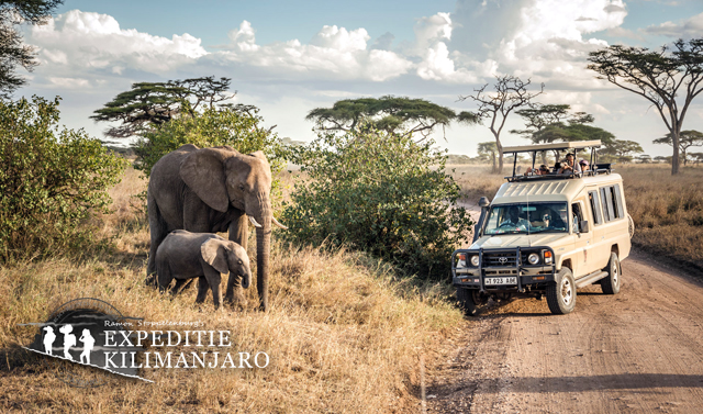 Safari experience in Serengeti National Park