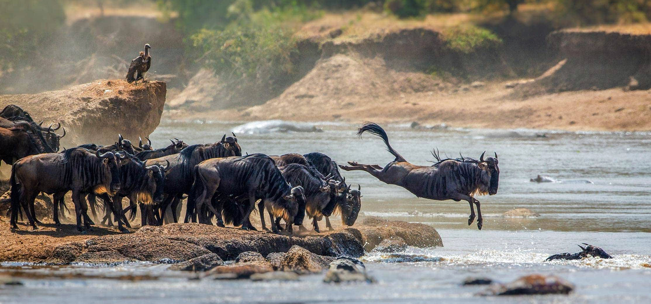 wildebeest migration in-serengeti national park