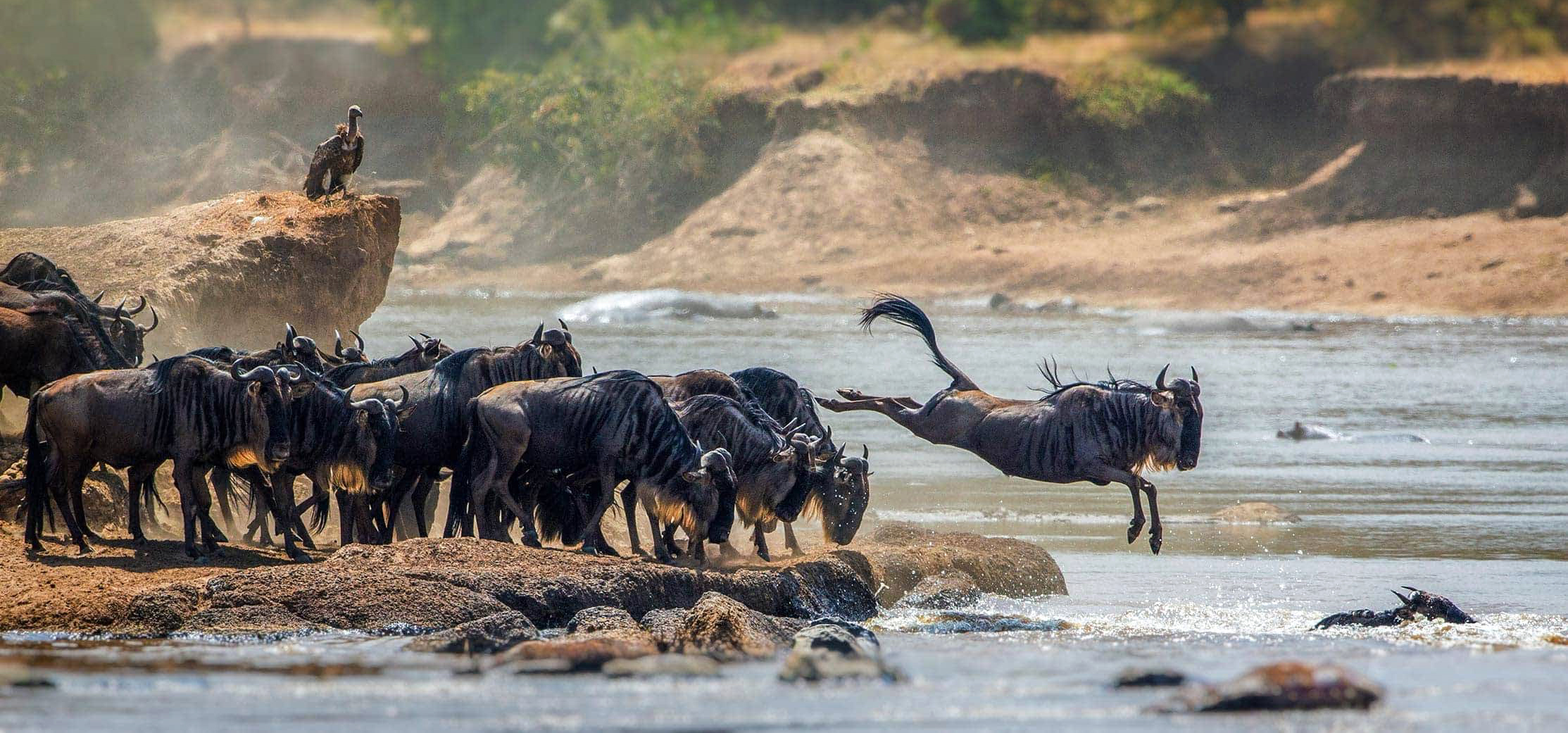 Gnuwanderung im Serengeti-Nationalpark