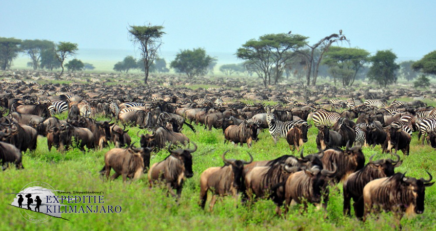 Gnus im Serengeti-Nationalpark